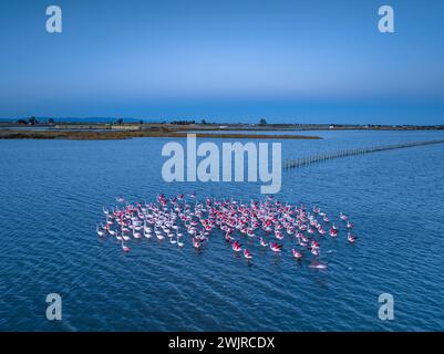 Flamants roses dans la baie d'Alfacs sur un coucher de soleil dans le delta de l'Èbre (Tarragone, Catalogne, Espagne) ESP : Flamencos en la Bahía de los Alfaques en un atardecer Banque D'Images