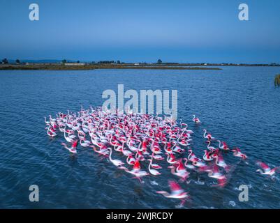 Flamants roses dans la baie d'Alfacs sur un coucher de soleil dans le delta de l'Èbre (Tarragone, Catalogne, Espagne) ESP : Flamencos en la Bahía de los Alfaques en un atardecer Banque D'Images