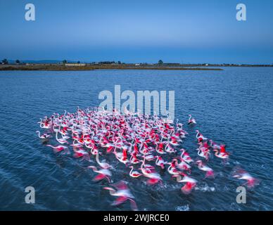 Flamants roses dans la baie d'Alfacs sur un coucher de soleil dans le delta de l'Èbre (Tarragone, Catalogne, Espagne) ESP : Flamencos en la Bahía de los Alfaques en un atardecer Banque D'Images