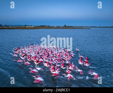 Flamants roses dans la baie d'Alfacs sur un coucher de soleil dans le delta de l'Èbre (Tarragone, Catalogne, Espagne) ESP : Flamencos en la Bahía de los Alfaques en un atardecer Banque D'Images