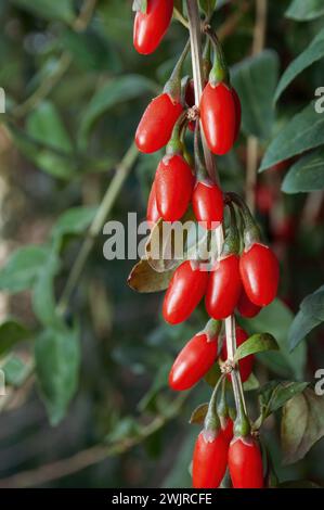 Une branche de goji avec des baies rouges en gros plan, mise au point sélective, sur un fond de feuilles vertes. Banque D'Images