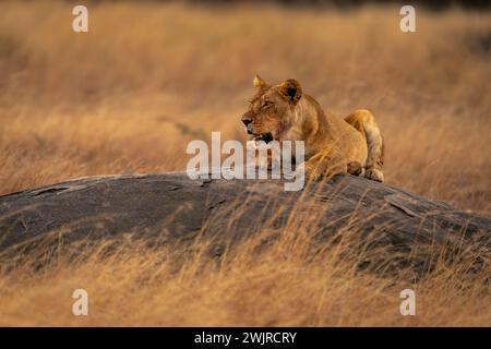 La lionne gît accroupie sur le rocher dans la savane Banque D'Images