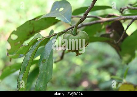 Sur la brindille, un bourgeon de fleur de Soursop (Annona muricata) qui en est encore à ses débuts est suspendu Banque D'Images