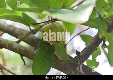 Vue en bas angle d'une fleur de Soursop en fleurs (Annona muricata) avec plusieurs fourmis de tisserand marchant sur le dessus de la fleur Banque D'Images