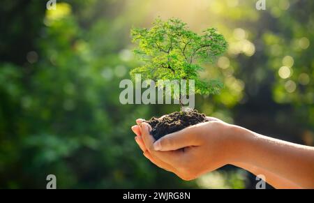 Dans les mains des arbres de semis. Bokeh fond vert femme hand holding arbre sur terrain herbe nature concept de conservation de la forêt Banque D'Images