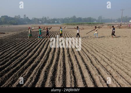 Munshiganj, Dhaka, Bangladesh. 17 février 2024. Les agriculteurs retournent chez eux après avoir préparé un champ à Munshiganj, au Bangladesh, pour semer des graines de pommes de terre. Les pommes de terre mettent au moins 90 jours à mûrir après le semis. Les pommes de terre entières ou les morceaux de pommes de terre peuvent être utilisés comme graines. Un groupe de travailleurs peut récolter jusqu'à 3 000 kg de pommes de terre par jour. Les champs sont méticuleusement organisés, avec des rangées de pommes de terre soigneusement alignées, promettant un rendement futur qui contribuera à la subsistance et à la prospérité économique de la région. Les pommes de terre sont devenues un aliment de base dans de nombreuses parties du monde et font partie intégrante de la plupart des Banque D'Images