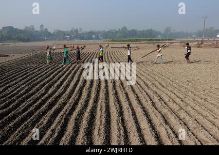 Munshiganj, Dhaka, Bangladesh. 17 février 2024. Les agriculteurs retournent chez eux après avoir préparé un champ à Munshiganj, au Bangladesh, pour semer des graines de pommes de terre. Les pommes de terre mettent au moins 90 jours à mûrir après le semis. Les pommes de terre entières ou les morceaux de pommes de terre peuvent être utilisés comme graines. Un groupe de travailleurs peut récolter jusqu'à 3 000 kg de pommes de terre par jour. Les champs sont méticuleusement organisés, avec des rangées de pommes de terre soigneusement alignées, promettant un rendement futur qui contribuera à la subsistance et à la prospérité économique de la région. Les pommes de terre sont devenues un aliment de base dans de nombreuses parties du monde et font partie intégrante de la plupart des Banque D'Images