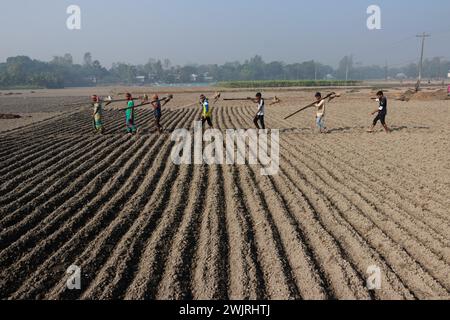 Munshiganj, Dhaka, Bangladesh. 17 février 2024. Les agriculteurs retournent chez eux après avoir préparé un champ à Munshiganj, au Bangladesh, pour semer des graines de pommes de terre. Les pommes de terre mettent au moins 90 jours à mûrir après le semis. Les pommes de terre entières ou les morceaux de pommes de terre peuvent être utilisés comme graines. Un groupe de travailleurs peut récolter jusqu'à 3 000 kg de pommes de terre par jour. Les champs sont méticuleusement organisés, avec des rangées de pommes de terre soigneusement alignées, promettant un rendement futur qui contribuera à la subsistance et à la prospérité économique de la région. Les pommes de terre sont devenues un aliment de base dans de nombreuses parties du monde et font partie intégrante de la plupart des Banque D'Images
