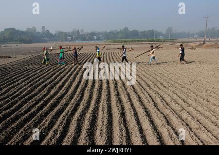 Munshiganj, Dhaka, Bangladesh. 17 février 2024. Les agriculteurs retournent chez eux après avoir préparé un champ à Munshiganj, au Bangladesh, pour semer des graines de pommes de terre. Les pommes de terre mettent au moins 90 jours à mûrir après le semis. Les pommes de terre entières ou les morceaux de pommes de terre peuvent être utilisés comme graines. Un groupe de travailleurs peut récolter jusqu'à 3 000 kg de pommes de terre par jour. Les champs sont méticuleusement organisés, avec des rangées de pommes de terre soigneusement alignées, promettant un rendement futur qui contribuera à la subsistance et à la prospérité économique de la région. Les pommes de terre sont devenues un aliment de base dans de nombreuses parties du monde et font partie intégrante de la plupart des Banque D'Images