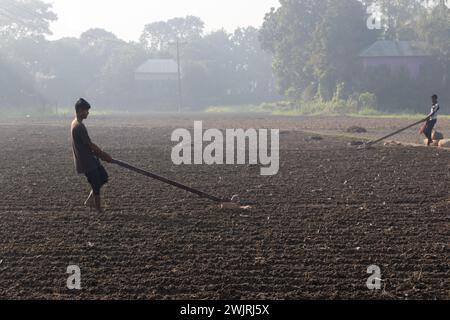Munshiganj, Dhaka, Bangladesh. 17 février 2024. Les agriculteurs préparent un champ à Munshiganj, au Bangladesh, pour semer des graines de pommes de terre. Les pommes de terre mettent au moins 90 jours à mûrir après le semis. Les pommes de terre entières ou les morceaux de pommes de terre peuvent être utilisés comme graines. Un groupe de travailleurs peut récolter jusqu'à 3 000 kg de pommes de terre par jour. Les champs sont méticuleusement organisés, avec des rangées de pommes de terre soigneusement alignées, promettant un rendement futur qui contribuera à la subsistance et à la prospérité économique de la région. Les pommes de terre sont devenues un aliment de base dans de nombreuses régions du monde et font partie intégrante d'une grande partie de l'approvisionnement alimentaire mondial. (Crédit Banque D'Images
