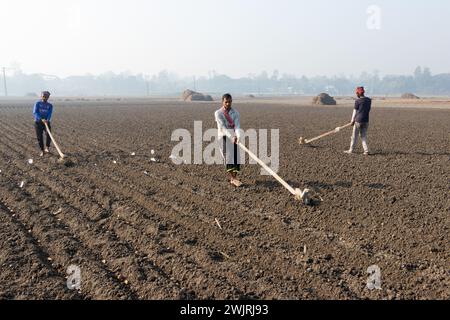 Munshiganj, Dhaka, Bangladesh. 17 février 2024. Les agriculteurs préparent un champ à Munshiganj, au Bangladesh, pour semer des graines de pommes de terre. Les pommes de terre mettent au moins 90 jours à mûrir après le semis. Les pommes de terre entières ou les morceaux de pommes de terre peuvent être utilisés comme graines. Un groupe de travailleurs peut récolter jusqu'à 3 000 kg de pommes de terre par jour. Les champs sont méticuleusement organisés, avec des rangées de pommes de terre soigneusement alignées, promettant un rendement futur qui contribuera à la subsistance et à la prospérité économique de la région. Les pommes de terre sont devenues un aliment de base dans de nombreuses régions du monde et font partie intégrante d'une grande partie de l'approvisionnement alimentaire mondial. (Crédit Banque D'Images