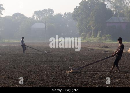 Munshiganj, Dhaka, Bangladesh. 17 février 2024. Les agriculteurs préparent un champ à Munshiganj, au Bangladesh, pour semer des graines de pommes de terre. Les pommes de terre mettent au moins 90 jours à mûrir après le semis. Les pommes de terre entières ou les morceaux de pommes de terre peuvent être utilisés comme graines. Un groupe de travailleurs peut récolter jusqu'à 3 000 kg de pommes de terre par jour. Les champs sont méticuleusement organisés, avec des rangées de pommes de terre soigneusement alignées, promettant un rendement futur qui contribuera à la subsistance et à la prospérité économique de la région. Les pommes de terre sont devenues un aliment de base dans de nombreuses régions du monde et font partie intégrante d'une grande partie de l'approvisionnement alimentaire mondial. (Crédit Banque D'Images
