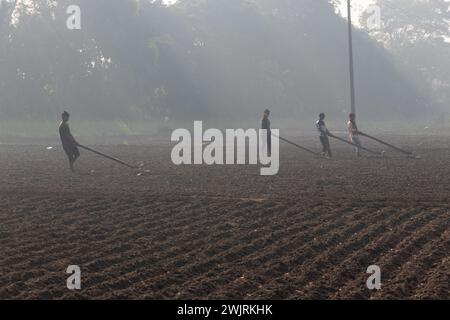 Munshiganj, Dhaka, Bangladesh. 17 février 2024. Les agriculteurs préparent un champ à Munshiganj, au Bangladesh, pour semer des graines de pommes de terre. Les pommes de terre mettent au moins 90 jours à mûrir après le semis. Les pommes de terre entières ou les morceaux de pommes de terre peuvent être utilisés comme graines. Un groupe de travailleurs peut récolter jusqu'à 3 000 kg de pommes de terre par jour. Les champs sont méticuleusement organisés, avec des rangées de pommes de terre soigneusement alignées, promettant un rendement futur qui contribuera à la subsistance et à la prospérité économique de la région. Les pommes de terre sont devenues un aliment de base dans de nombreuses régions du monde et font partie intégrante d'une grande partie de l'approvisionnement alimentaire mondial. (Crédit Banque D'Images