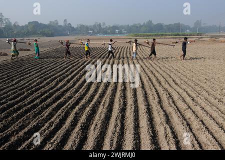 Munshiganj, Dhaka, Bangladesh. 17 février 2024. Les agriculteurs retournent chez eux après avoir préparé un champ à Munshiganj, au Bangladesh, pour semer des graines de pommes de terre. Les pommes de terre mettent au moins 90 jours à mûrir après le semis. Les pommes de terre entières ou les morceaux de pommes de terre peuvent être utilisés comme graines. Un groupe de travailleurs peut récolter jusqu'à 3 000 kg de pommes de terre par jour. Les champs sont méticuleusement organisés, avec des rangées de pommes de terre soigneusement alignées, promettant un rendement futur qui contribuera à la subsistance et à la prospérité économique de la région. Les pommes de terre sont devenues un aliment de base dans de nombreuses parties du monde et font partie intégrante de la plupart des Banque D'Images