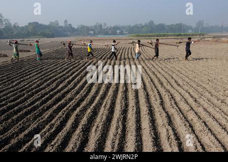 Munshiganj, Dhaka, Bangladesh. 17 février 2024. Les agriculteurs retournent chez eux après avoir préparé un champ à Munshiganj, au Bangladesh, pour semer des graines de pommes de terre. Les pommes de terre mettent au moins 90 jours à mûrir après le semis. Les pommes de terre entières ou les morceaux de pommes de terre peuvent être utilisés comme graines. Un groupe de travailleurs peut récolter jusqu'à 3 000 kg de pommes de terre par jour. Les champs sont méticuleusement organisés, avec des rangées de pommes de terre soigneusement alignées, promettant un rendement futur qui contribuera à la subsistance et à la prospérité économique de la région. Les pommes de terre sont devenues un aliment de base dans de nombreuses parties du monde et font partie intégrante de la plupart des Banque D'Images