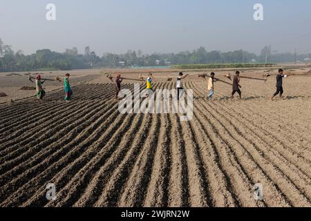 Munshiganj, Dhaka, Bangladesh. 17 février 2024. Les agriculteurs retournent chez eux après avoir préparé un champ à Munshiganj, au Bangladesh, pour semer des graines de pommes de terre. Les pommes de terre mettent au moins 90 jours à mûrir après le semis. Les pommes de terre entières ou les morceaux de pommes de terre peuvent être utilisés comme graines. Un groupe de travailleurs peut récolter jusqu'à 3 000 kg de pommes de terre par jour. Les champs sont méticuleusement organisés, avec des rangées de pommes de terre soigneusement alignées, promettant un rendement futur qui contribuera à la subsistance et à la prospérité économique de la région. Les pommes de terre sont devenues un aliment de base dans de nombreuses parties du monde et font partie intégrante de la plupart des Banque D'Images