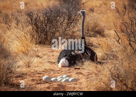 Autruche somalienne (Struthio molybdophanes) nichant dans le parc national de Samburu Banque D'Images