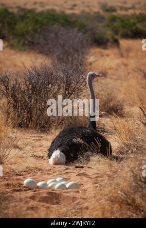 Autruche somalienne (Struthio molybdophanes) nichant dans le parc national de Samburu Banque D'Images