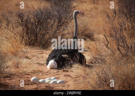 Autruche somalienne (Struthio molybdophanes) nichant dans le parc national de Samburu Banque D'Images