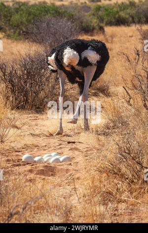 Autruche somalienne (Struthio molybdophanes) nichant dans le parc national de Samburu Banque D'Images