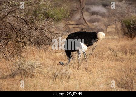 Autruche somalienne (Struthio molybdophanes) nichant dans le parc national de Samburu Banque D'Images