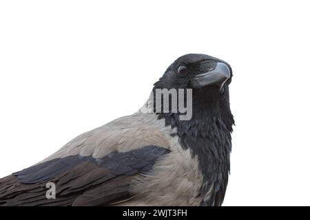 Gros plan de corbeau à capuchon isolé sur fond blanc ; portrait détaillé de Corvus cornix Banque D'Images