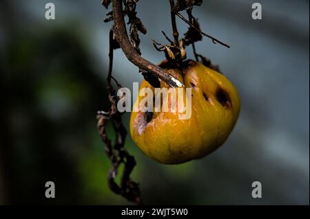 tomate jaune pourrie gros plan (touche basse) Banque D'Images