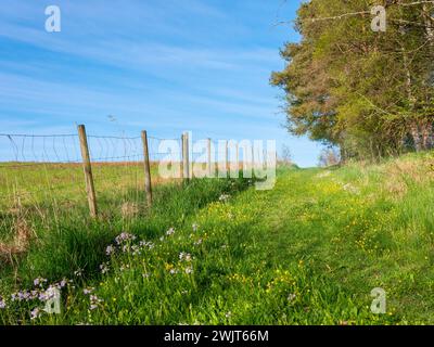 Chemin le long de la clôture avec de l'herbe et des fleurs sauvages dans la Scandinavie rurale. Aucune personne visible. Belle prairie et fond de ciel bleu Banque D'Images