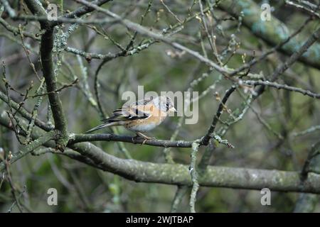 Brambling mâle (Fringilla montifringilla) un visiteur au Royaume-Uni, souvent vu parmi les troupeaux de chaffinches pendant l'hiver Banque D'Images