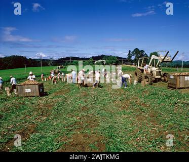 Australie. Queensland. Buderim. Agriculture. Récolte de gingembre. Banque D'Images