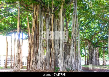 Banyan tree (Ficus benghalensis) dans le parc du palais d'Iolani, Honolulu, Oahu, Hawaï, États-Unis d'Amérique Banque D'Images