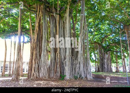 Banyan tree (Ficus benghalensis) dans le parc du palais d'Iolani, Honolulu, Oahu, Hawaï, États-Unis d'Amérique Banque D'Images