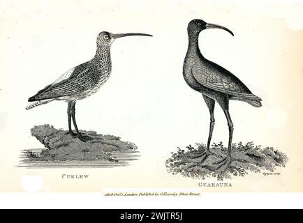 Ancienne illustration jumelle gravée de Curlew et Guarauna. Créé par George Shaw, publié dans Zoological lectures, Londres, 1809 Banque D'Images