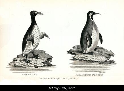 Illustration gravée du Grand Auk et du manchot de Patagonie debout sur les rochers côtiers. Publié par George Shaw en 1809. Banque D'Images