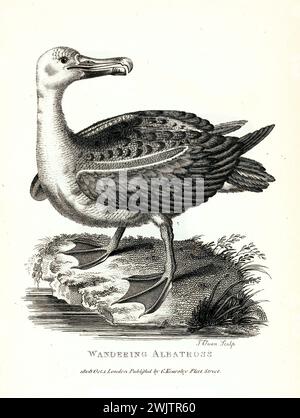 Albatros errants en profil latéral sur terrain rocheux, gravé par George Shaw et publié en 1809, mettant en évidence les détails du plumage et l'anatomie. Banque D'Images