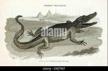 Ancienne illustration gravée de crocodile commun. Créé par George Shaw, publié dans Zoological lectures, Londres, 1809 Banque D'Images