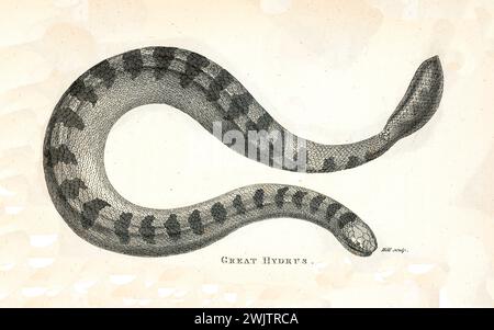 Gravure de 1809 du Grand Hydrus (Hydrophis sp.), serpent de mer à corps court avec pose enroulée, queue plate et motifs complexes d'écailles sur blanc. Banque D'Images