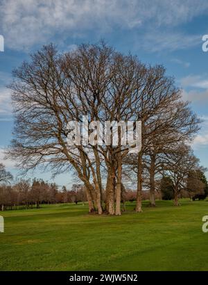 Taillis d'arbres sans feuilles en février à Stover, Devon, Angleterre. Banque D'Images