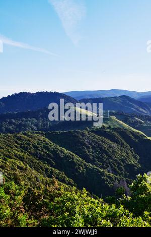 Paysage forestier le long de la piste côtière du parc national Abel Tasman, Île du Sud, Nouvelle-Zélande Banque D'Images