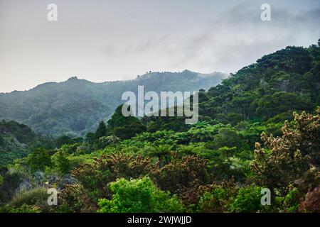 Paysage forestier le long de la piste côtière du parc national Abel Tasman, Île du Sud, Nouvelle-Zélande Banque D'Images