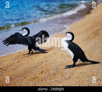 Oiseaux pied Shag sur le paysage de plage le long de la piste côtière du parc national Abel Tasman, Île du Sud, Nouvelle-Zélande Banque D'Images