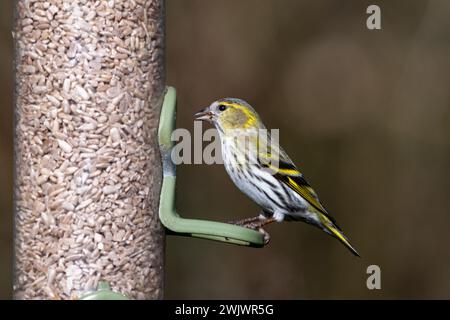 Siskin (Spinus spinus, également connu sous le nom de Carduelis spinus) sur une mangeoire d'oiseaux de jardin pendant l'hiver, Angleterre, Royaume-Uni Banque D'Images