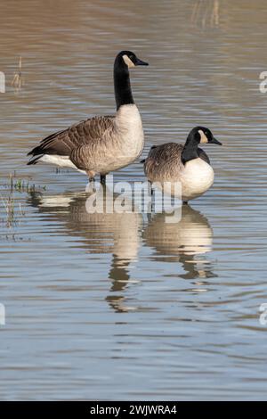 Couple de bernaches du Canada (Branta canadensis, oie du Canada) debout dans des eaux peu profondes au bord d'un lac, West Sussex, Angleterre, Royaume-Uni Banque D'Images