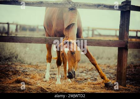 Un beau cheval pèle à nu dans les champs d'une ferme en été. Agriculture, élevage et soins aux chevaux. Banque D'Images