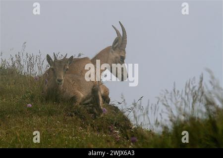 Femelle bouillon alpin et son petit dans le brouillard sur la montagne Pilatus dans les alpes suisses Banque D'Images