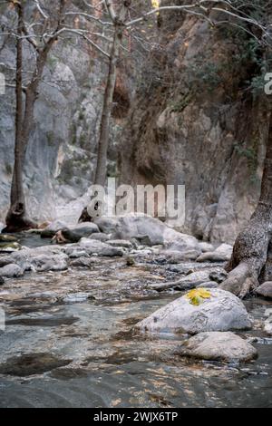 Majestic Realm : l'oasis verdoyante des gorges de Saklikent Banque D'Images