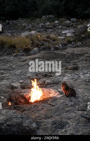 Dawn's Embrace : une veillée silencieuse de chat aux flammes éternelles de Yanartas Banque D'Images