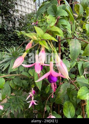 Un groupe de fleurs de fuchsia roses poussant dans une serre avec une végétation assortie autour avec de nombreuses formes assorties de feuilles et de feuillage. Banque D'Images