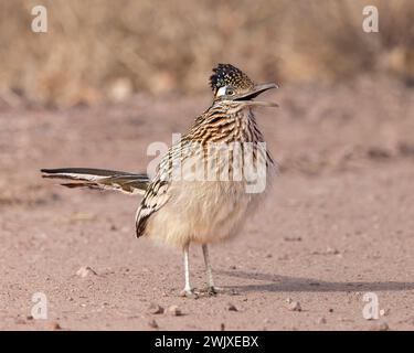 Un grand Roadrunner appelle de Bosque del Apache National Wildlife refuge, Nouveau-Mexique Banque D'Images