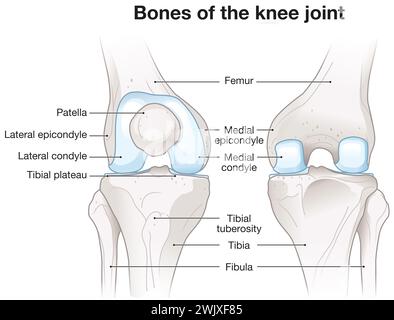 Illustration 3D montrant les os et le cartilage d'une articulation du genou. Vue latérale. Étiqueté. Banque D'Images